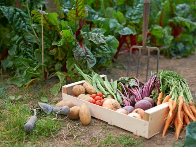 starting a vegetable garden
