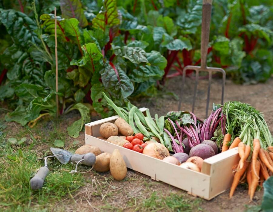 Everyone Overthinks Their First Vegetable Garden