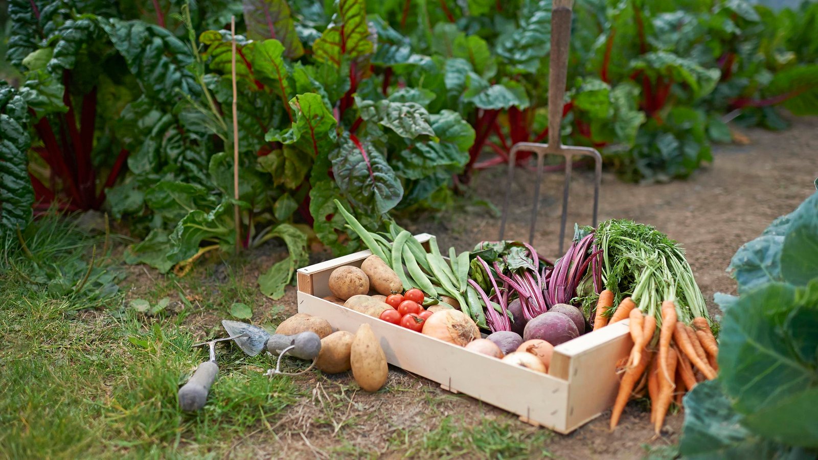 starting a vegetable garden